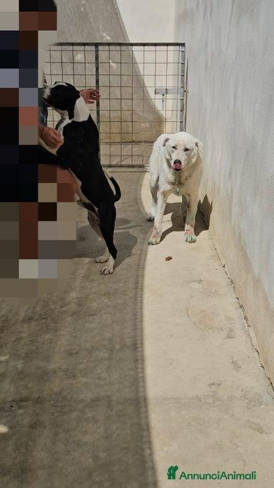 Consuelo: dolce, equilibrata, socievole Foto 8